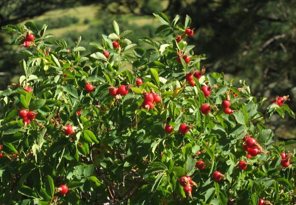 Rosehip to enlarge the penis