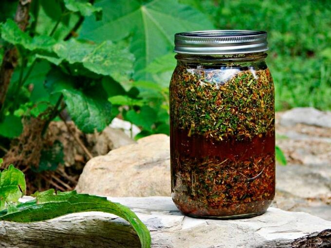 An absinthe decoction will help to increase the size of the male genital organ.